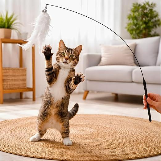 Keep an Indoor Cat Active, Curious, and Entertained